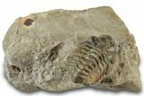 Curled Reedops Trilobite Fossil - Atchana, Morocco #312349-3